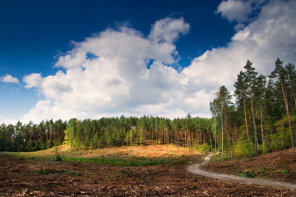 Clearcut forest with a dirt path under a bright blue sky and fluffy clouds.